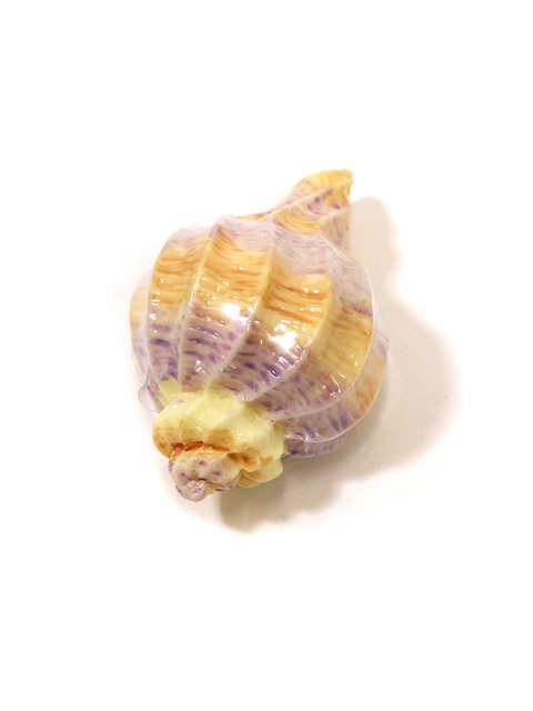 Seashell Lip Gloss