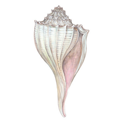 Shell Table Accent